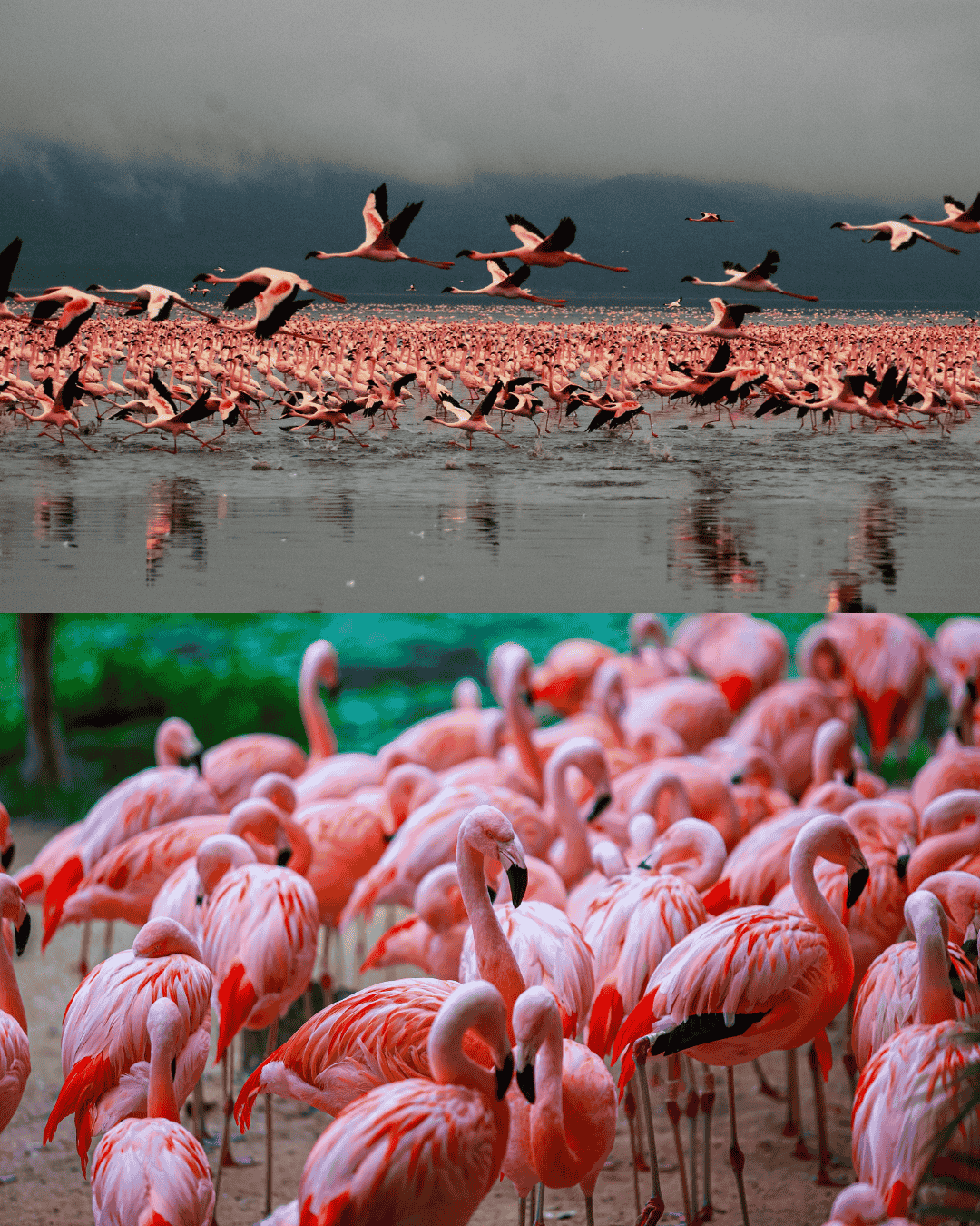 Lake Nakuru Flamingos