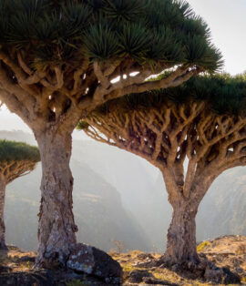 socotra island tour, socotra travel guide, offbeat international tours, hidden islands in the world, unexplored destinations, adventure travel from chennai