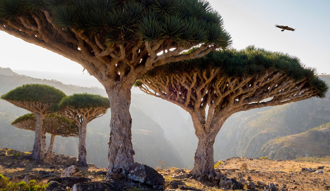 socotra island tour, socotra travel guide, offbeat international tours, hidden islands in the world, unexplored destinations, adventure travel from chennai